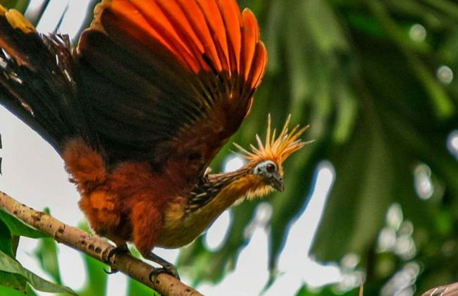 Tour di 4 giorni sul fiume Yanayacu con birdwatching - Foto 1