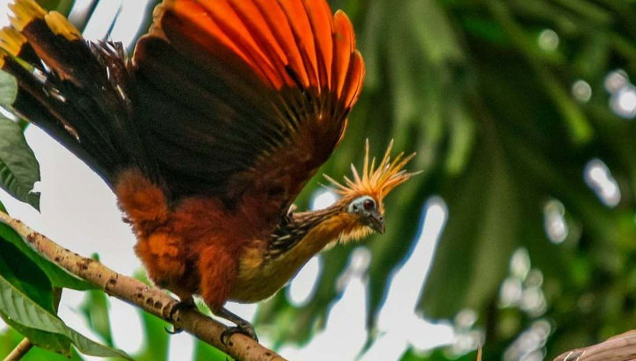 Tour di 4 giorni sul fiume Yanayacu con birdwatching