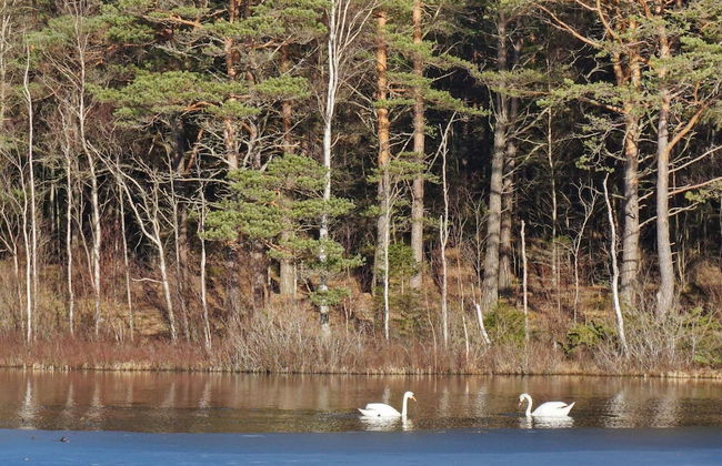 4 Person Holiday Home in Dingle - Foto 22