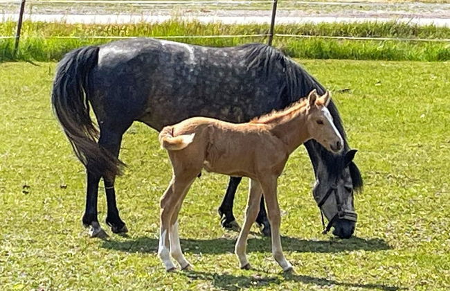 5 Person Holiday Home in Valdemarsvik-by Traum - Foto 10