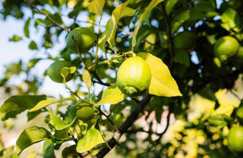 Quinta do Assento - Foto 41