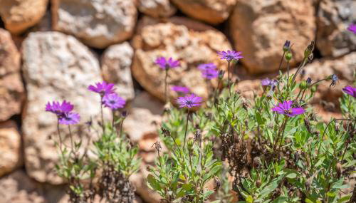 Villa Del Mar Mondrago - Foto 5