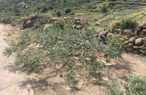 Dammusi IL SERRALH -Pantelleria- - Foto 52