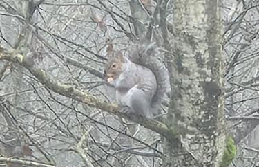 Oak Tree Lodge with Hot Tub near Alton Towers - Foto 6