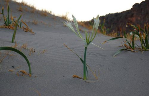 Bougainvillea House in Crete - Foto 44