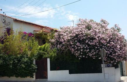 Cielito Lindo - Foto 38