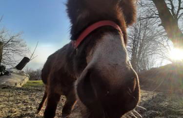 Agriturismo Zertin - Foto 30