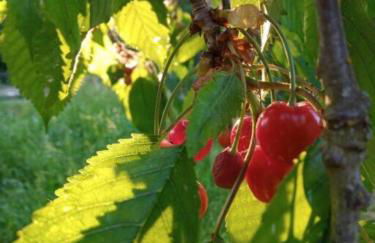 Ferienwohnung in der Uckermark - Photo 14