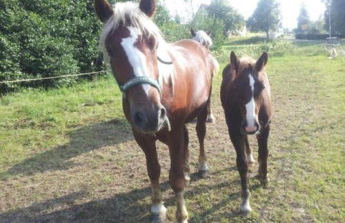 Am Neuhausbauernhof - Foto 6