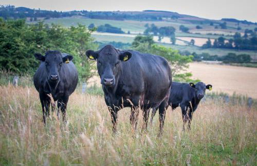 The Showman's Waggon - Foto 22