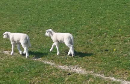 Haus Auf der Warft in Wangerland - Photo 35