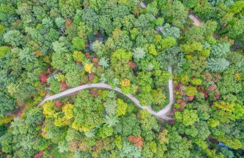 Jewel of the Woods - Foto 59