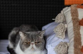 Na Skraju Lasu Domek na Drzewie & Glamping - Foto 31