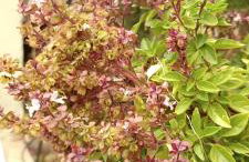 Seaside Apartment 2 - Photo 57