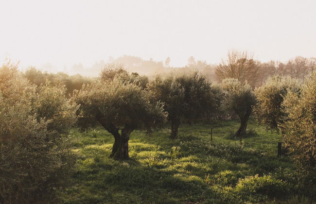 Chão do Ribeirinho - Photo 26