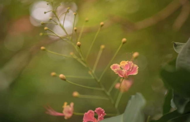 Excursion à la rivière bouillante de Mayantuyacu - Photo 6