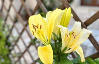 Trulli Balè - Foto 8