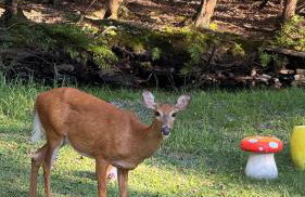 Creekside Family Dreamland - Hot Tub, Firepit, Arcade - Foto 63