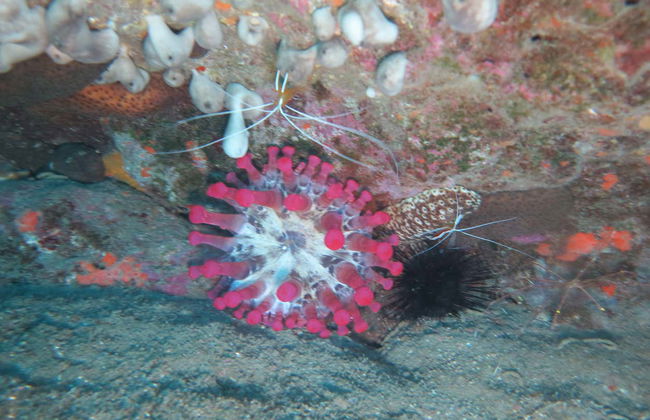 Snorkeling à Dénia - Photo 7