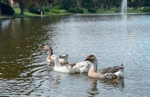 Studio Super Luxo Laje de Pedra MV (3019) - Foto 22