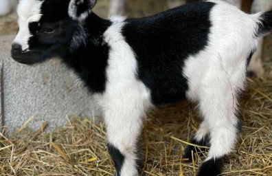 Domaine de Montfort - Foto 66