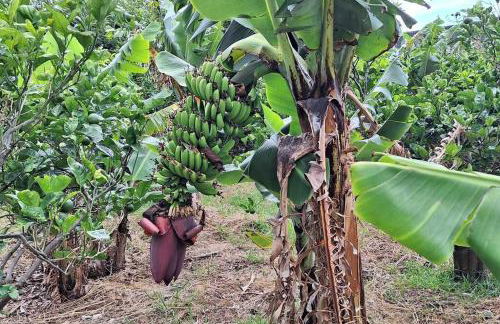 Cantinho das Japoneiras - Photo 7