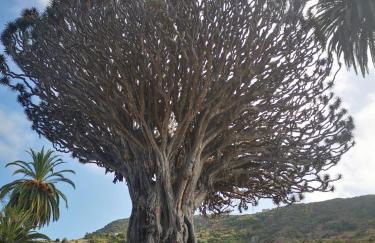 Casita Canaria - Foto 14