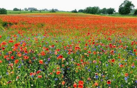 Domek Uroczy Golubie ,niedaleko stoku Koszałkowo ,balia,sauna,kominek,ognisko - Foto 18