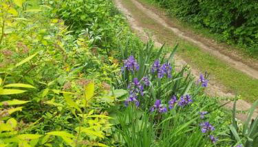 Leśne Zacisze Kretowiny 88 nad jeziorem Narie z własnymi pomostami apartamenty sezonowe lato - Foto 2, Garden view