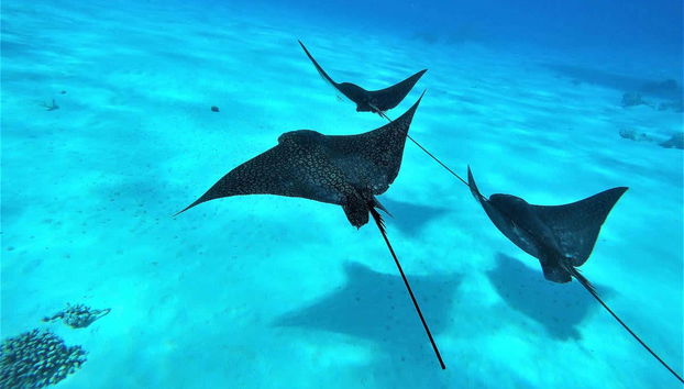 Eagle rays