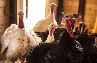 Azienda Agrituristica Alcastlè - Foto 65