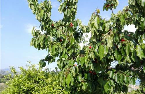 Villa Capogrecale - piscina riscaldata - Foto 35