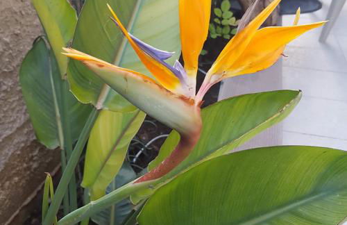 Helen of Troy House - Foto 79