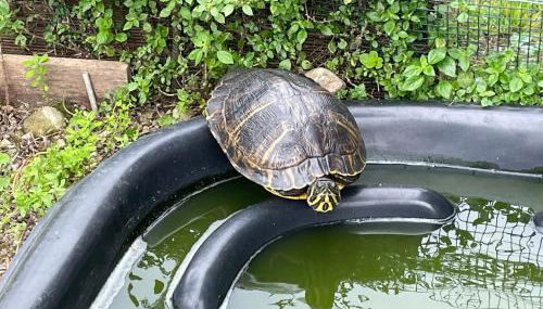 Family House - Foto 2