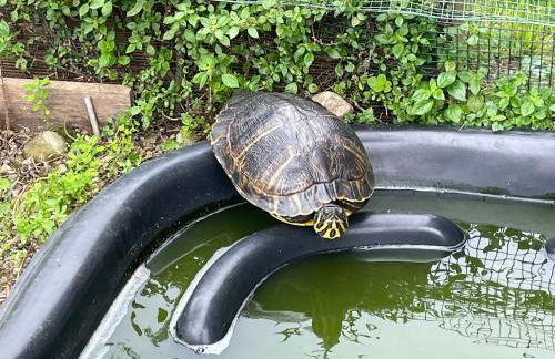 Family House - Foto 2