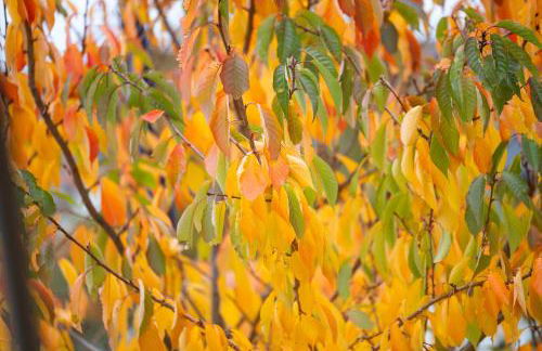 Family getaway home in Southside Central - Foto 30