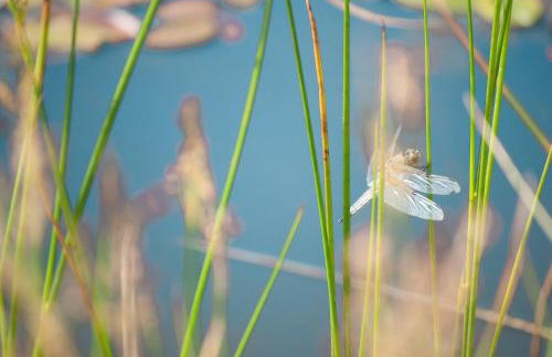 Timber Hill Self Catering Cedar Lodges - Foto 55