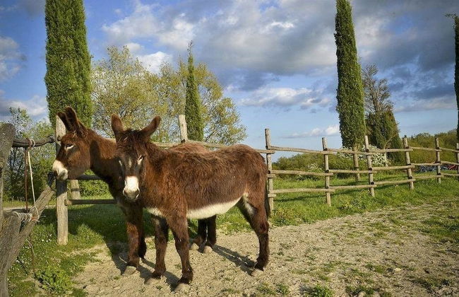 Verdidea - Il Tinaio - Foto 57