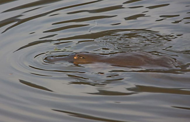 Tyenna River Cottage - Foto 14