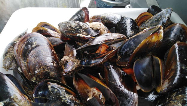 Delle cozze pescate