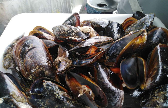 Paseo en barco por la ría + Degustación de mejillones - Foto 1
