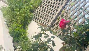 Naelia - Photo 4, Garden, Garden view