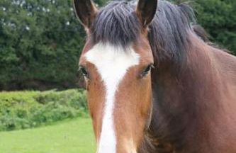 Gîte : La Cochetière : ancienne ferme 18éme - Foto 22