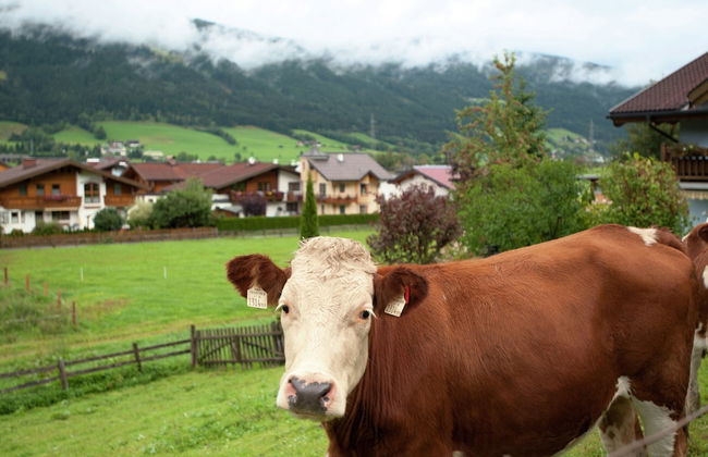 Apartment in Altenmarkt Near Ski Lifts - Foto 21