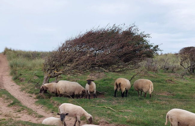 6 Person Holiday Home in Hjorring - Foto 5