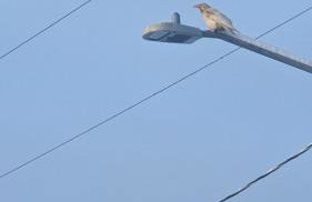 White Raven Perch - Westwood 7 - Photo 11