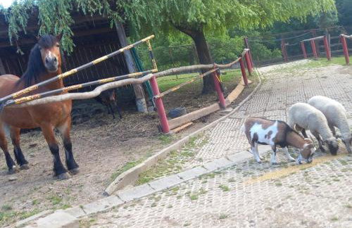 Koperkowe Rancho Beskid Wyspowy Domek Małopolskie KAMIONNA - Foto 58