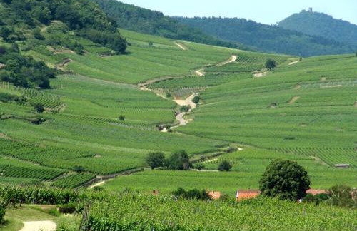 Plein Sud vue sur les Vosges et le vignoble - Foto 31