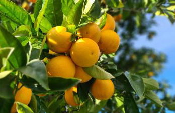 Quinta da Utopia - Foto 46