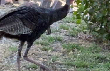 Newly Renovated Lakefront with Dock - Foto 67